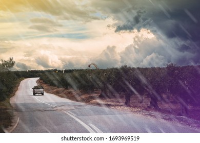 Amazing Rural Lanscape. A Car Is Driving In Among Olive Oil Trees.