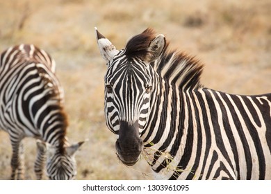 Amazing Safari In Serengeti National Park Majestic Zebras