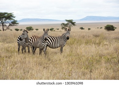 Amazing Safari In Serengeti National Park Majestic Zebras