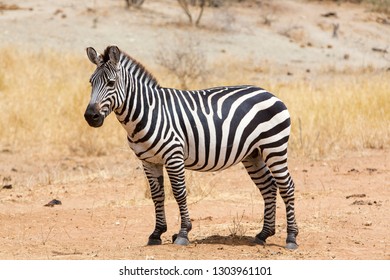 Amazing Safari In Serengeti National Park Majestic Zebras