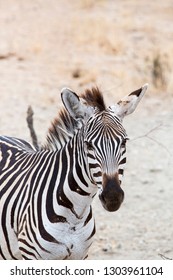 Amazing Safari In Serengeti National Park Majestic Zebras