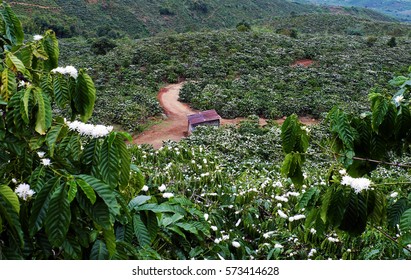 Amazing Scene At Vietnamese Countryside With Wide Coffee Plantation In Blossoms Season, White Flower From Coffee Tree Make Wonderful Field From Hill, A Small House Among Farm At Daknong, Vietnam