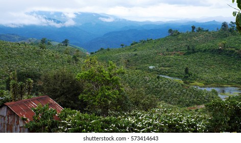 Amazing Scene At Vietnamese Countryside With Wide Coffee Plantation In Blossoms Season, White Flower From Coffee Tree Make Wonderful Field From Hill, A Small House Among Farm At Lam Dong, Vietnam