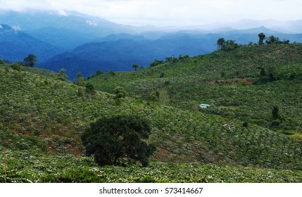 Amazing Scene At Vietnamese Countryside With Wide Coffee Plantation In Blossoms Season, White Flower From Coffee Tree Make Wonderful Field From Hill, A Small House Among Farm At Lam Dong, Vietnam