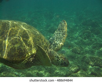 Amazing sea turtle swimming along underwater.