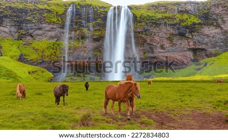Amazing Seljalandsfoss waterfall in Iceland - The Icelandic red horse is a breed of horse developed - Iceland
