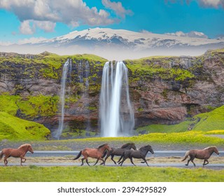 Amazing Seljalandsfoss waterfall in Iceland with Katla Volcano - The Icelandic red horse is a breed of horse developed - Iceland - Powered by Shutterstock