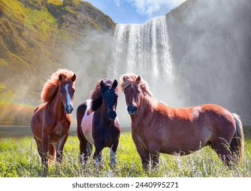 Amazing Skogafoss waterfall in Iceland - The Icelandic red horse is a breed of horse developed - Iceland - Powered by Shutterstock