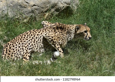 Amazing sleek cheetah cat in lush green grass.