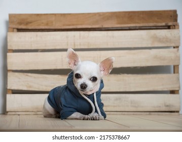 Amazing Small Purebred White Chihuahua Dog With Smile On Its Muzzle Wears In Warm Winter Blue Cotton Coat Rests Next To The Wooden Texture Wall As A Background. No People On The Photo.