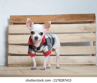 Amazing Small Purebred White Chihuahua Dog With Smile On Its Muzzle Wears In Warm Winter Coat Stands Next To The Wooden Texture Wall At The Alpine Farm House And Posing To The Camera. No People Photo.