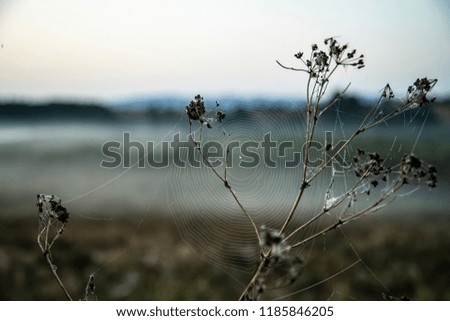 Similar – Close-up of a summer meadow against the light at sunset