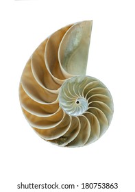Amazing Spiral Fossilized Nautilus Shell