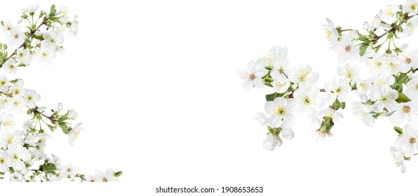 Amazing Spring Blossom. Tree Branches With Beautiful Flowers On White Background, Banner Design