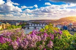 Amazing Spring Cityscape, Vltava River And Old City Center With Colorful Lilac Blooming In Letna Park, Prague, Czechia. Blooming Bush Of Lilac Against Vltava River And Charles Bridge, Prague, Czechia.