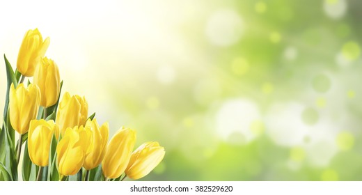 Amazing spring floral background, yellow tulip flowers