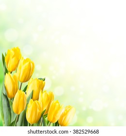 438,003 Yellow tulip spring background Images, Stock Photos & Vectors ...