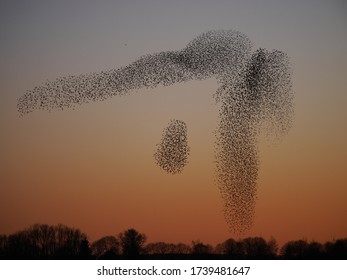 Amazing Starling Murmuration At Sunset 