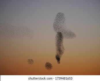 Amazing Starling Murmuration At Sunset 