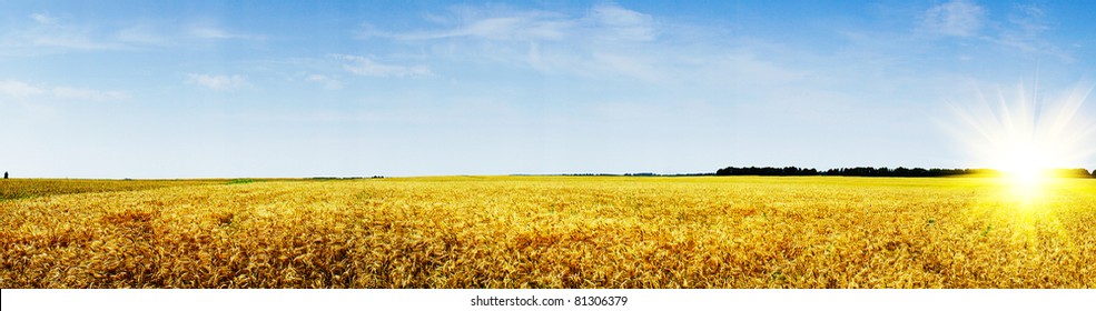 Amazing summer landscape with cereals field and fun sun.
