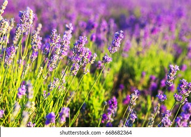 Amazing sunny purple lavender flowers background - Shutterstock ID 668682364