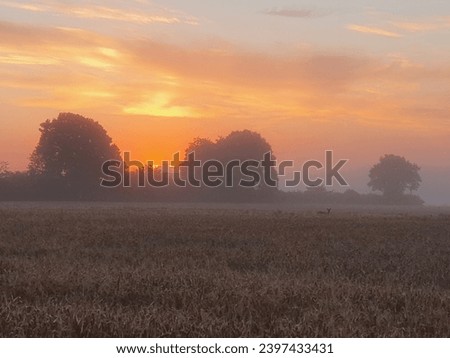 Amazing sunrise, European fallow deer hiding in barley field 