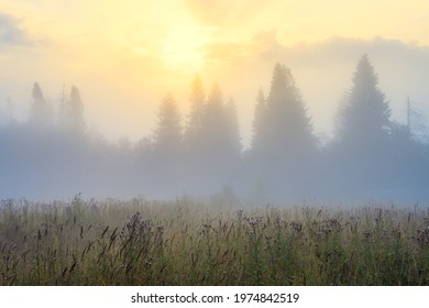 Amazing sunrise over the forest and glade. Beautiful golden lighting. Morning fog. Misty landscape. Trees in the fog. Summer nature in the countryside. Scenic foggy rural scape. Natural background. - Powered by Shutterstock