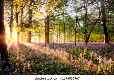 Amazing Sunrise Through Bluebell Woodland. Wild Spring Flowers Hidden In A Forest Landscape With Early Dawn Sunlight