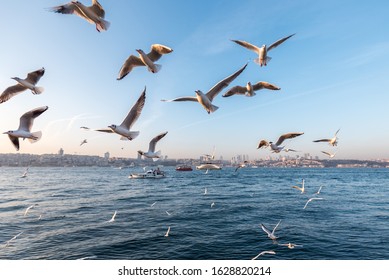 Amazing sunset accompanied by seagulls. Istanbul, Turkey