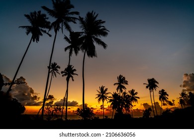 Amazing sunset colors on the beach with perfect long coconut palms waving in the wind. Nice warm colored dawn. Zanzibar paradise beach with amazing summer eve colors covering the sky