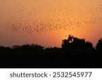 AMAZING SUNSET IN NALSAROVAR BIRD SANCTUARY, GUJARAT, INDIA 