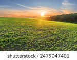 An amazing sunset over a green field of young soybean sprouts