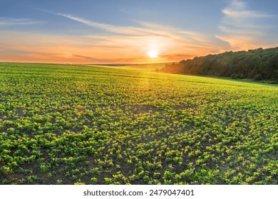 An amazing sunset over a green field of young soybean sprouts