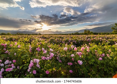 Amazing sunset over the pink rose valley in Bulgaria. Endless rows of rose bushes with a mountain range in the background.