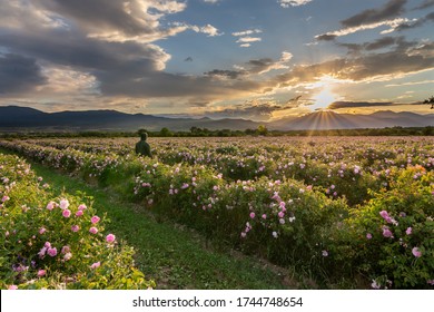 Amazing sunset over the pink rose valley in Bulgaria. Endless rows of rose bushes with a mountain range in the background.