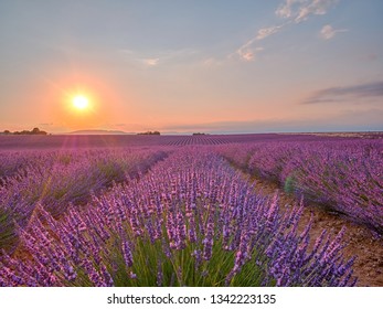 Amazing sunset over violet lavender field in Provence, France