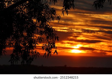 Amazing sunset silhouette tree branches and leaves - Powered by Shutterstock