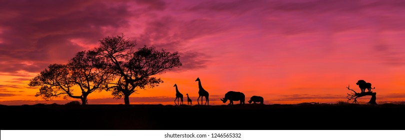 Удивительный закат и восход.Панорама силуэт дерева в Африке с закатом.Дерево силуэт на фоне заходящего солнца.Темное дерево на открытом поле драматический рассвет.Тема сафари.Жирафы, Лев, Носорог.
