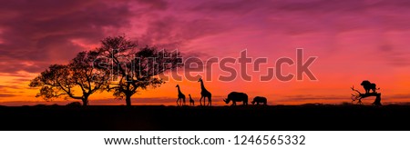 Amazing sunset and sunrise.Panorama silhouette tree in africa with sunset.Tree silhouetted against a setting sun.Dark tree on open field dramatic sunrise.Safari theme.Giraffes , Lion , Rhino.
