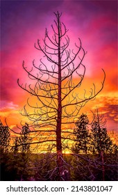 Amazing Sunset Tree Silhouette View