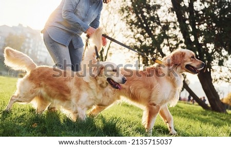 Amazing sunshine. Woman have a walk with two Golden Retriever dogs in the park.