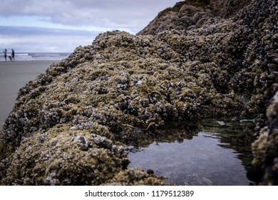 tidal pool barnacle