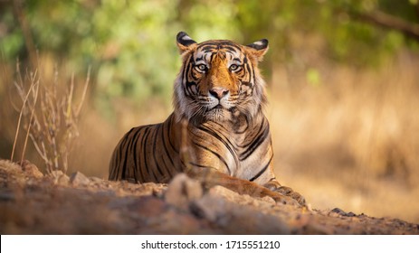 Erstaunlicher Tiger in der Natur. Tiger Pose während der goldenen Lichtzeit. Tierwelt mit gefährlichem Tier. Heisser Sommer in Indien. Trockene Gegend mit schönem indianischem Tiger. Panthera tigris.