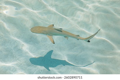 Amazing top view of black tip reef shark with shadow at the soft sandy sea bottom. Beautiful nature wildlife closeup. Baby shark in shallow and pristine transparent water in Maldives islands
