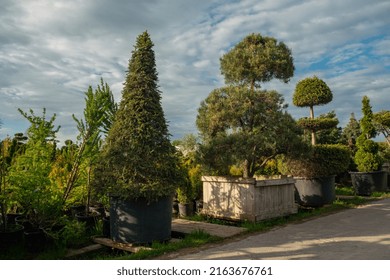 Amazing Topiary Conifers ( Potted   Plants) In  Nursery In  Sweden, Or Poland, Or Germany, Or The Netherlands, Or France, Or The USA, Or Connecticut, Or Wisconsin