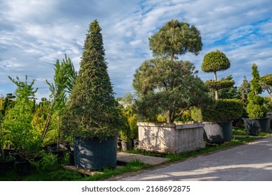 Amazing Topiary Conifers ( Potted   Plants) In  Nursery In  Sweden, Or Poland, Or Germany, Or The Netherlands, Or France, Or The USA, Or Connecticut, Or Wisconsin