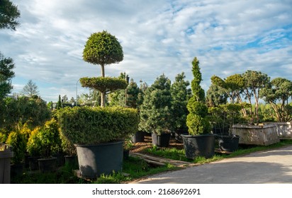 amazing topiary trees (Niwaki style) in plant  nursery in northern europe state: pine tree,  Thuja, spruce - Sweden, Germany,  Poland,  Norge,  Denmark ,