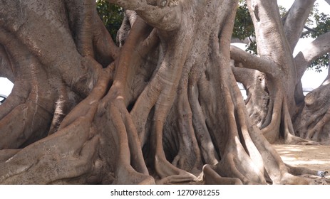 Amazing tree base