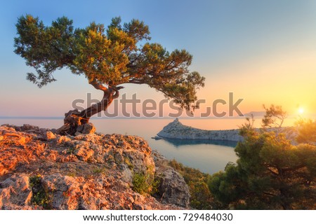 Amazing tree growing out of the rock at sunset. Colorful landscape with old tree with green leaves, blue sea, mountains and sky with sun in the evening. Summer travel in Crimea. Nature background