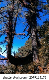 Amazing Tree On Gosaikunda Trek 